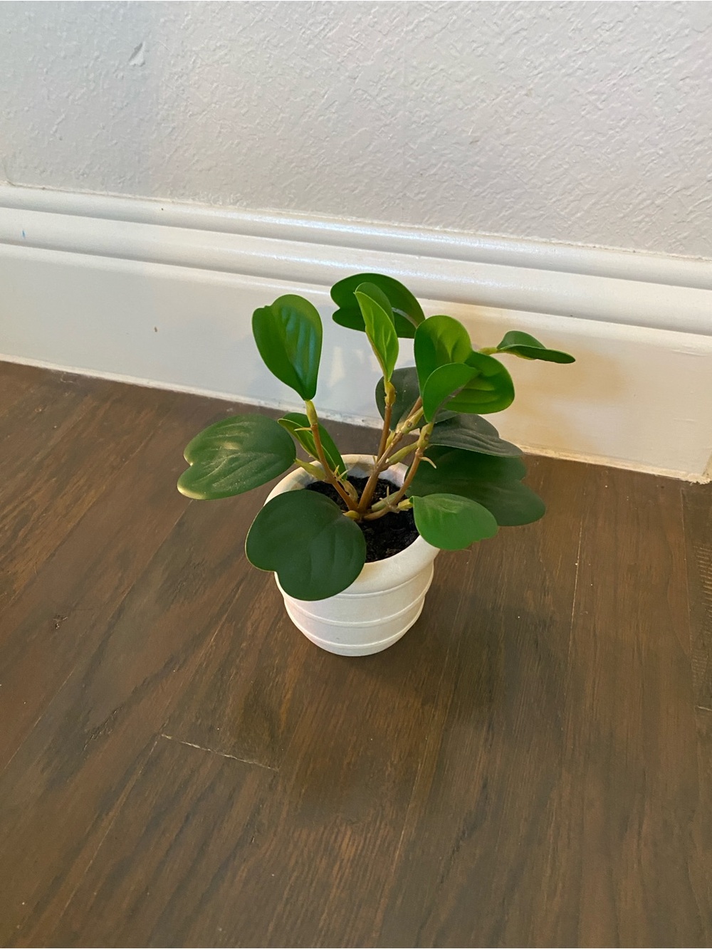 Artificial Peperomia Plant in White Pot Faux Green Houseplant Home Decor